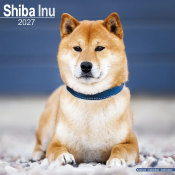 CALENDRIER 2027 - SHIBA INU