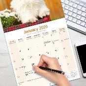 CALENDRIER 2026 - SHIH TZU