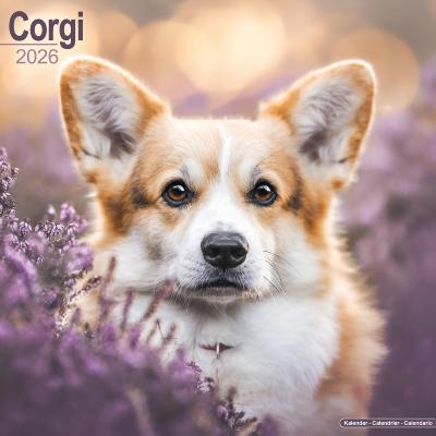 CALENDRIER 2026 - WELSH CORGI