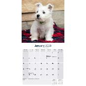 CALENDRIER 2026 - WEST HIGHLAND TERRIER