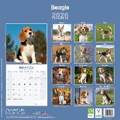 CALENDRIER 2026 - BEAGLE