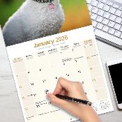 CALENDRIER 2026 - BICHON FRISE