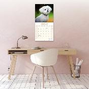 CALENDRIER 2026 - BICHON FRISE