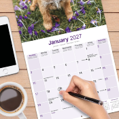 CALENDRIER 2027 - BORDER TERRIER