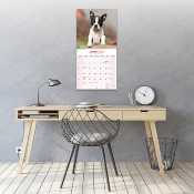 CALENDRIER 2027 - BOSTON TERRIER