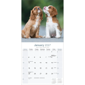 CALENDRIER 2027 - CAVALIER KING CHARLES