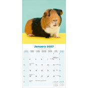 CALENDRIER 2027 - COBAYES - COCHON D'INDE