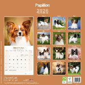 CALENDRIER 2026 - EPAGNEUL PAPILLON NAIN