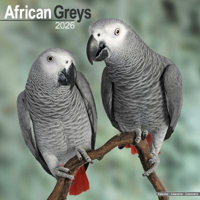 CALENDRIER 2026 - GRIS DU GABON