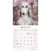 CALENDRIER 2026 - LEVRIER AFGHAN