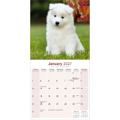 CALENDRIER 2027 - SAMOYEDE