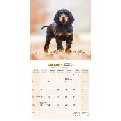 CALENDRIER 2026 - SETTER GORDON
