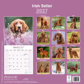 CALENDRIER 2027 - SETTER IRLANDAIS