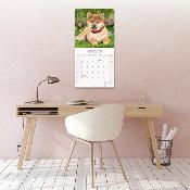 CALENDRIER 2026 - SHIBA INU