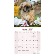 CALENDRIER 2027 - SHIH TZU