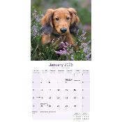 CALENDRIER 2026 - TECKEL POIL LONG