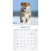 CALENDRIER 2027 - AKITA INU