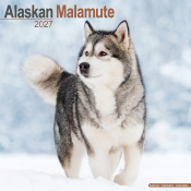 CALENDRIER 2027 - ALASKAN MALAMUTE