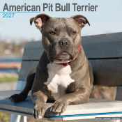 CALENDRIER 2027 - AMERICAN PIT BULL TERRIER