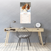 CALENDRIER 2027 - BASSET HOUND