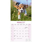 CALENDRIER 2027 - BEAGLE