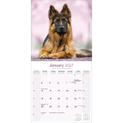 CALENDRIER 2027 - BERGER ALLEMAND