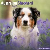 CALENDRIER 2026 - BERGER AUSTRALIEN