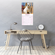CALENDRIER 2027 - BOULEDOGUE ANGLAIS
