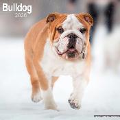 CALENDRIER 2026 - BOULEDOGUE ANGLAIS