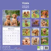 CALENDRIER 2026 - BRAQUE HONGROIS