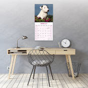 CALENDRIER 2027 - BULL TERRIER