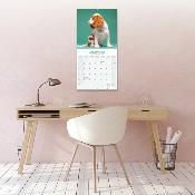 CALENDRIER 2026 - CAVALIER KING CHARLES