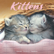 CALENDRIER 2027 - CHATONS  DIVERSES RACES