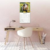 CALENDRIER 2026 - COCHONS D'INDE - COBAYES