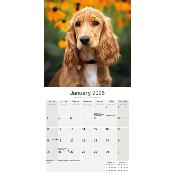 CALENDRIER 2026 - COCKER ANGLAIS