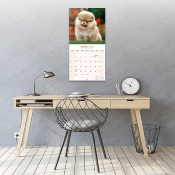 CALENDRIER 2027 - SPITZ NAIN