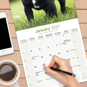 CALENDRIER 2027 - BRAQUE HONGROIS