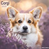 CALENDRIER 2026 - WELSH CORGI