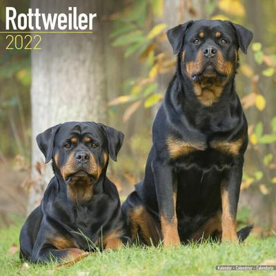 CALENDRIER 2022 - ROTTWEILER