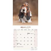 CALENDRIER 2026 - BASSET HOUND