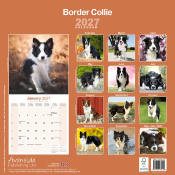 CALENDRIER 2027 - BORDER COLLIE
