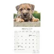 CALENDRIER 2026 - BORDER TERRIER