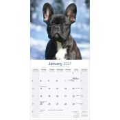 CALENDRIER 2027 - BOULEDOGUE FRANCAIS