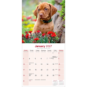 CALENDRIER 2027 - BRAQUE HONGROIS