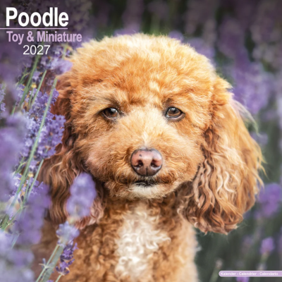 CALENDRIER 2027 - CANICHE TOY ET NAIN