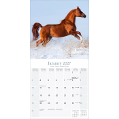 CALENDRIER 2027 - CHEVAUX ARABES