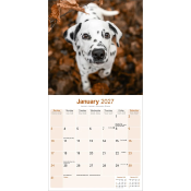 CALENDRIER 2027 - DALMATIEN