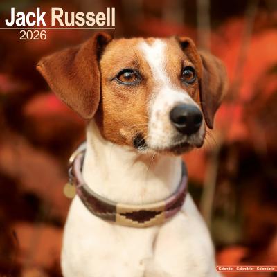 CALENDRIER 2026 - JACK RUSSEL