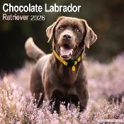 CALENDRIER 2026 -LABRADOR CHOCOLAT