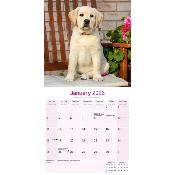 CALENDRIER 2026 -LABRADOR SABLE